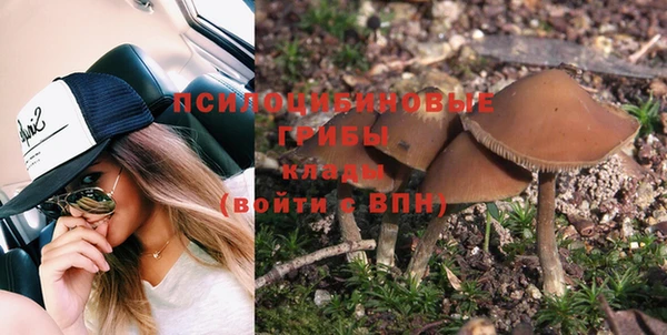 прущие грибы Инта